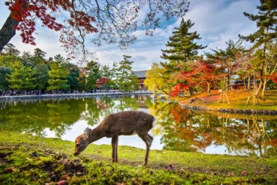 Nara Tour