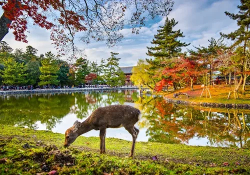 A-Deer-in-front-of-Todai-ji-in-Nara-Prefecture (1)