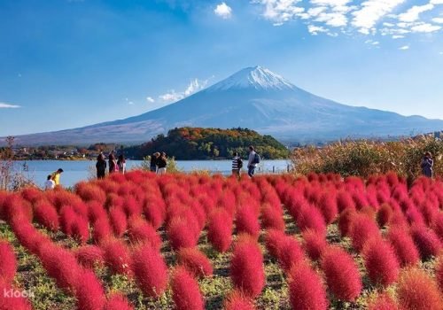 fefjly9muhver6pjp2pl